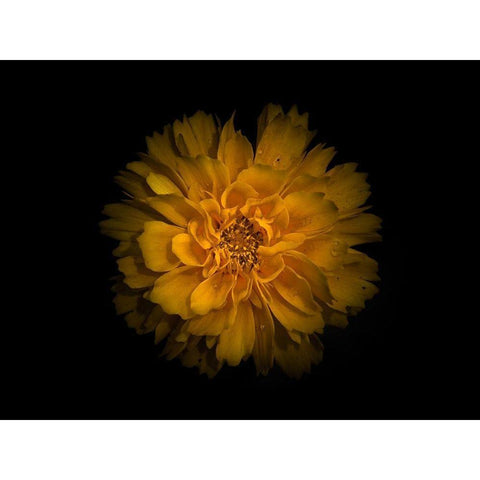 Backyard Flowers Gold 79 Gold Ornate Wood Framed Art Print with Double Matting by Carson, Brian