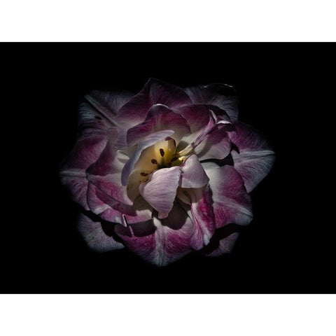 Backyard Flowers Purple 81 White Modern Wood Framed Art Print by Carson, Brian