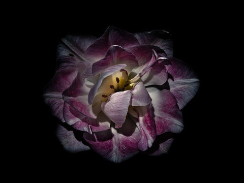 Backyard Flowers Purple 81 Black Ornate Wood Framed Art Print with Double Matting by Carson, Brian