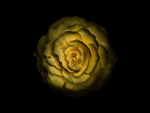 Backyard Flowers Yellow 85 Black Ornate Wood Framed Art Print with Double Matting by Carson, Brian