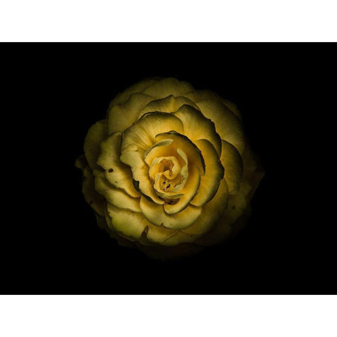 Backyard Flowers Yellow 85 Gold Ornate Wood Framed Art Print with Double Matting by Carson, Brian