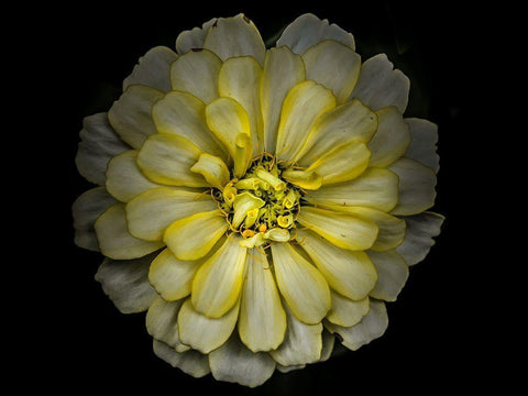 Backyard Flowers Yellow 86 Black Ornate Wood Framed Art Print with Double Matting by Carson, Brian