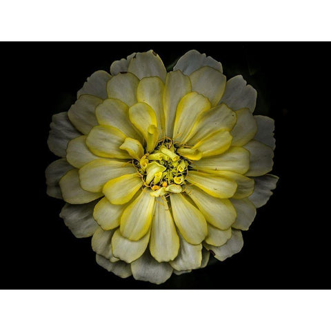 Backyard Flowers Yellow 86 Black Modern Wood Framed Art Print by Carson, Brian