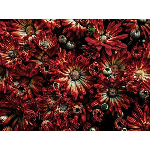 Backyard Flowers Red 88 Black Modern Wood Framed Art Print with Double Matting by Carson, Brian
