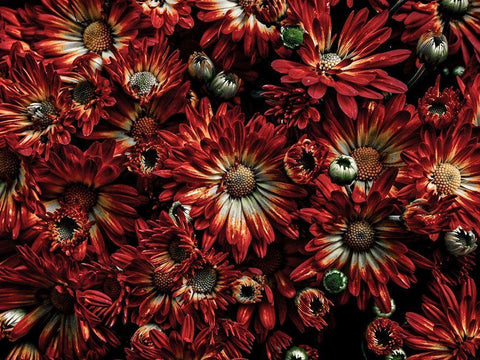 Backyard Flowers Red 88 Black Ornate Wood Framed Art Print with Double Matting by Carson, Brian