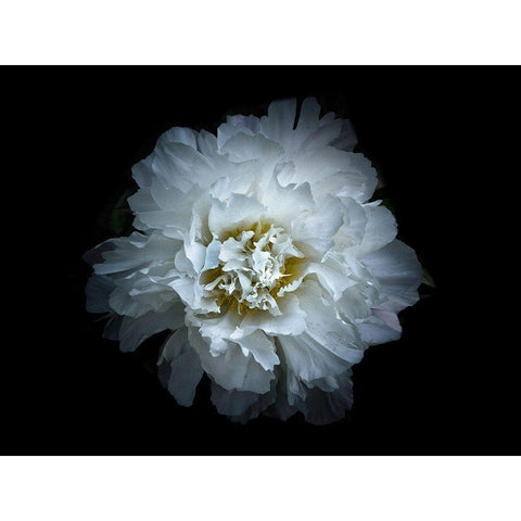 Backyard Flowers White 90 Black Modern Wood Framed Art Print with Double Matting by Carson, Brian