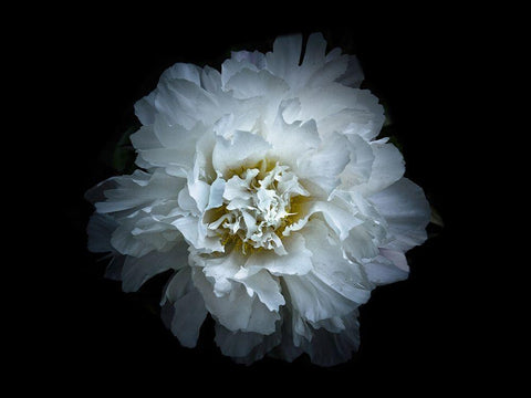 Backyard Flowers White 90 White Modern Wood Framed Art Print with Double Matting by Carson, Brian