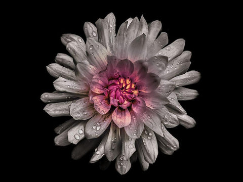 Backyard Flowers White 91 Black Ornate Wood Framed Art Print with Double Matting by Carson, Brian