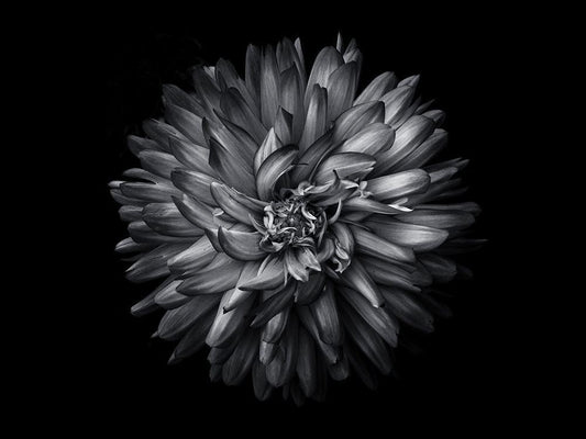 Image Only