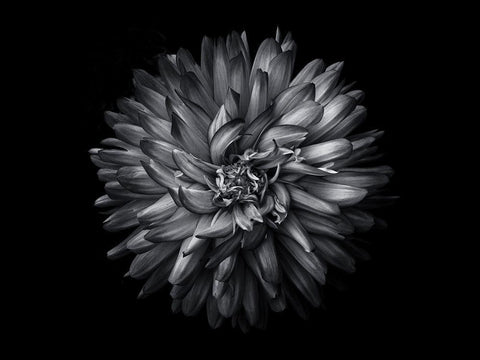 Backyard Flowers Black and White 20 Black Ornate Wood Framed Art Print with Double Matting by Carson, Brian