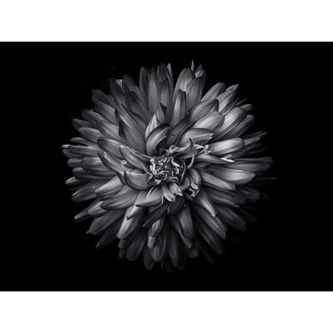 Backyard Flowers Black and White 20 Gold Ornate Wood Framed Art Print with Double Matting by Carson, Brian