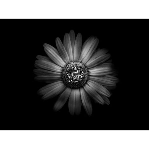 Backyard Flowers Black and White 31 White Modern Wood Framed Art Print by Carson, Brian