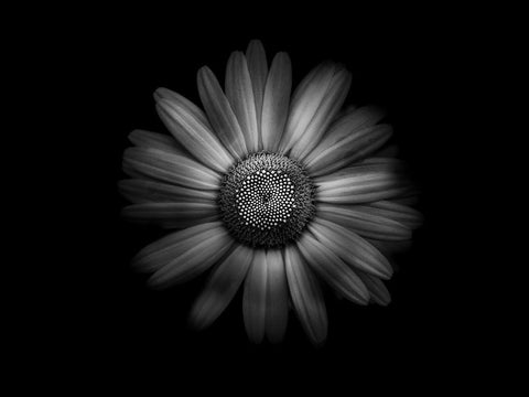 Backyard Flowers Black and White 31 White Modern Wood Framed Art Print with Double Matting by Carson, Brian