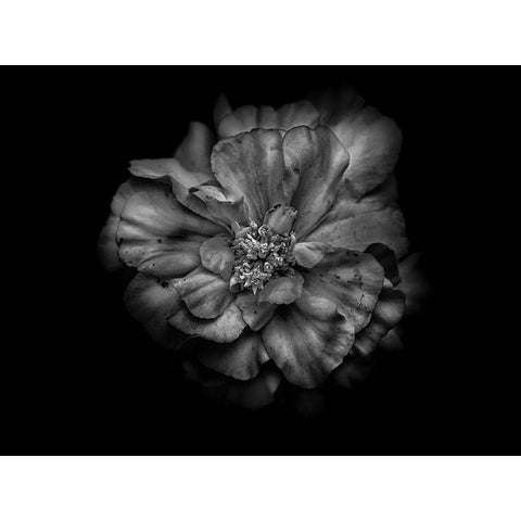 Backyard Flowers Black and White 41 Gold Ornate Wood Framed Art Print with Double Matting by Carson, Brian