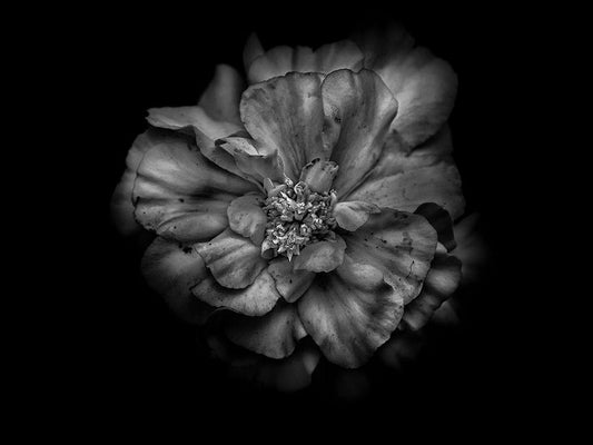 Image Only