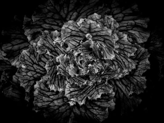 Image Only