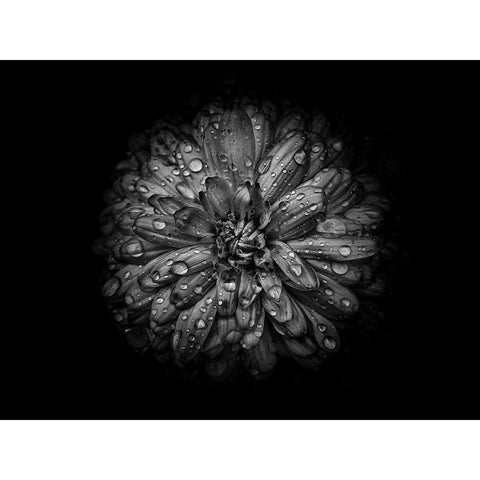 Backyard Flowers Black and White 44 White Modern Wood Framed Art Print by Carson, Brian