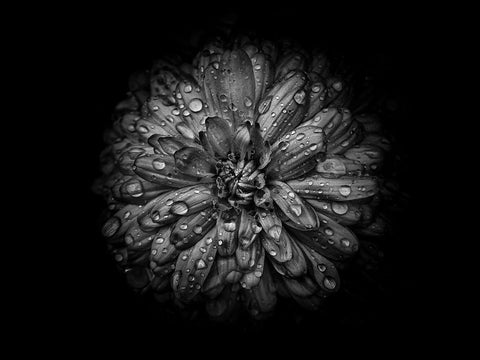 Backyard Flowers Black and White 44 White Modern Wood Framed Art Print with Double Matting by Carson, Brian