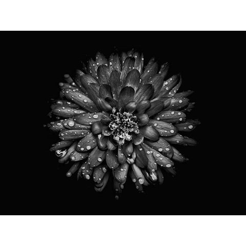 Backyard Flowers Black and White 45 Black Modern Wood Framed Art Print with Double Matting by Carson, Brian