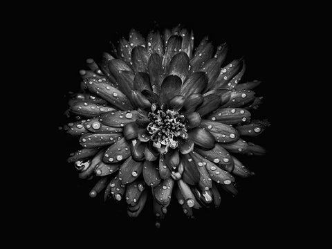 Backyard Flowers Black and White 45 Black Ornate Wood Framed Art Print with Double Matting by Carson, Brian