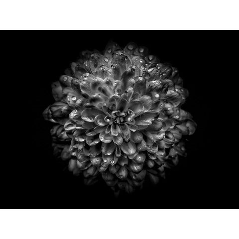 Backyard Flowers Black and White 46 Black Modern Wood Framed Art Print with Double Matting by Carson, Brian