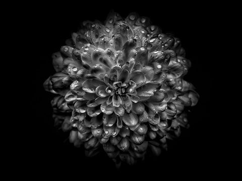 Backyard Flowers Black and White 46 Black Ornate Wood Framed Art Print with Double Matting by Carson, Brian