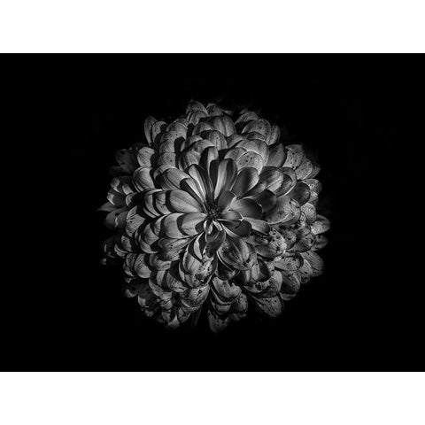 Backyard Flowers Black and White 48 Gold Ornate Wood Framed Art Print with Double Matting by Carson, Brian