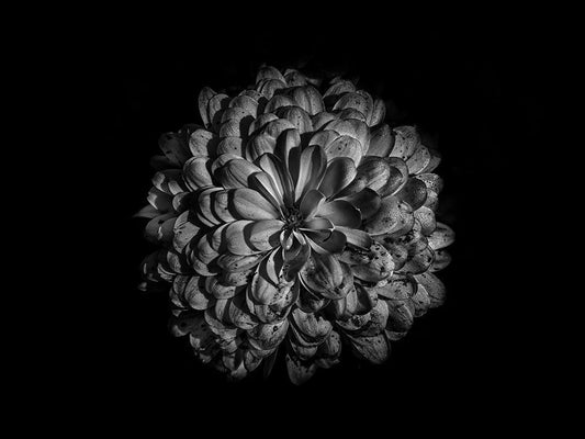 Image Only