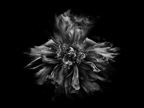 Backyard Flowers Black and White 49 Black Ornate Wood Framed Art Print with Double Matting by Carson, Brian