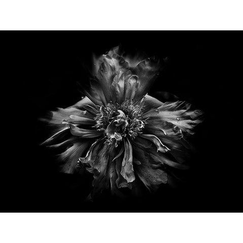 Backyard Flowers Black and White 49 White Modern Wood Framed Art Print by Carson, Brian