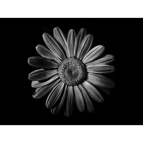 Backyard Flowers Black and White 52 Black Modern Wood Framed Art Print with Double Matting by Carson, Brian