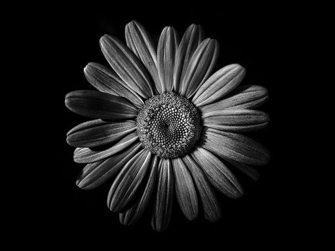 Backyard Flowers Black and White 52 White Modern Wood Framed Art Print with Double Matting by Carson, Brian