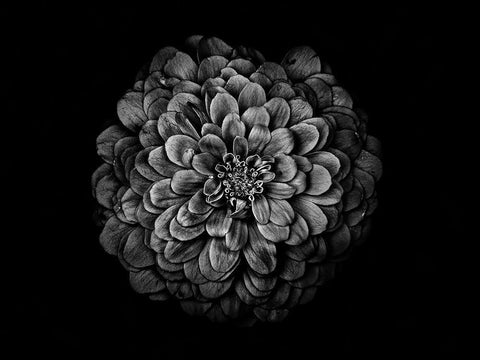 Backyard Flowers Black and White 54 Black Ornate Wood Framed Art Print with Double Matting by Carson, Brian