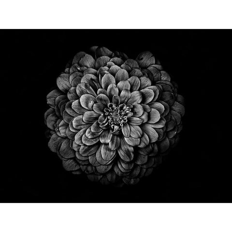 Backyard Flowers Black and White 54 Gold Ornate Wood Framed Art Print with Double Matting by Carson, Brian