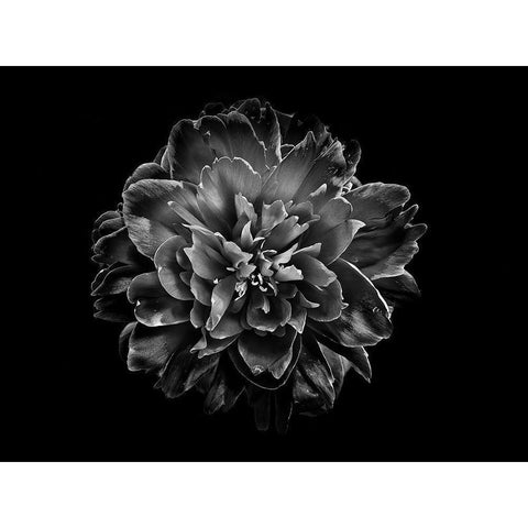 Backyard Flowers Black and White 55 White Modern Wood Framed Art Print by Carson, Brian