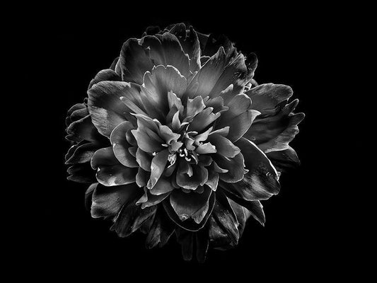 Image Only