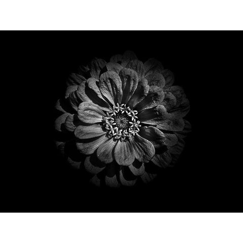 Backyard Flowers Black and White 58 White Modern Wood Framed Art Print by Carson, Brian