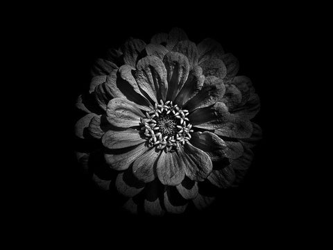 Backyard Flowers Black and White 58 White Modern Wood Framed Art Print with Double Matting by Carson, Brian