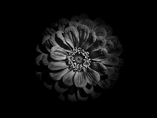 Image Only