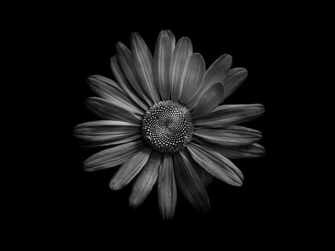 Backyard Flowers Black and White 60 Black Ornate Wood Framed Art Print with Double Matting by Carson, Brian