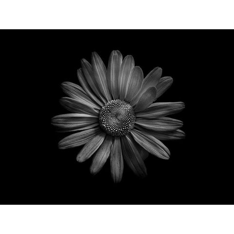 Backyard Flowers Black and White 60 Gold Ornate Wood Framed Art Print with Double Matting by Carson, Brian