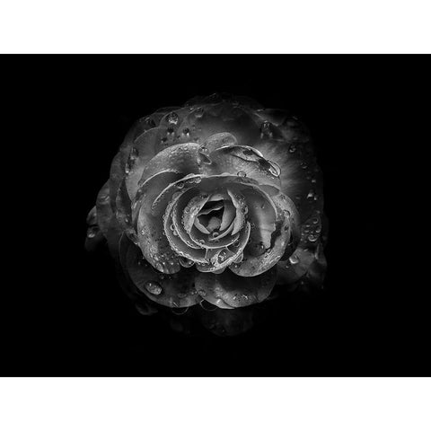 Backyard Flowers Black and White 64 Black Modern Wood Framed Art Print with Double Matting by Carson, Brian