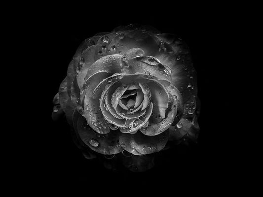 Image Only