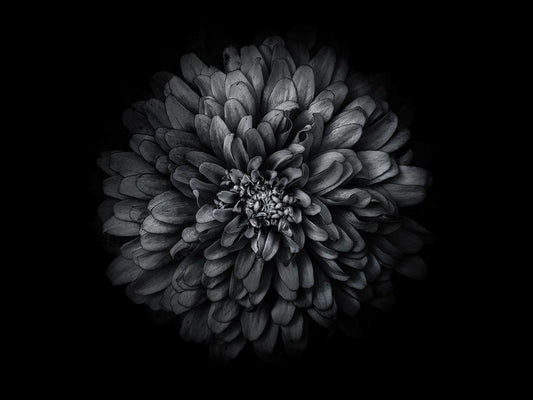 Image Only