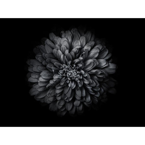 Backyard Flowers Black and White 68 Gold Ornate Wood Framed Art Print with Double Matting by Carson, Brian