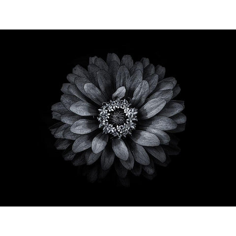 Backyard Flowers Black and White 69 White Modern Wood Framed Art Print by Carson, Brian