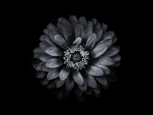 Image Only
