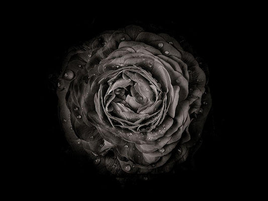 Image Only