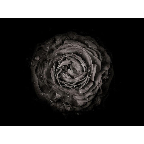 Backyard Flowers Black and White 73 Black Modern Wood Framed Art Print with Double Matting by Carson, Brian