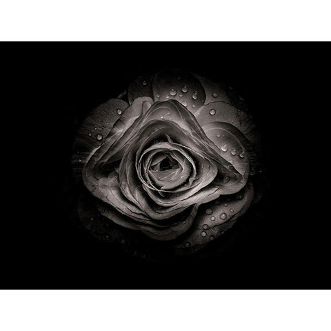 Backyard Flowers Black and White 74 Gold Ornate Wood Framed Art Print with Double Matting by Carson, Brian